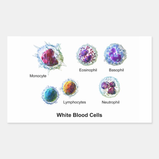Sticker Rectangulaire Diagramme des cellules de sang blanc Leukocytes (Devant)