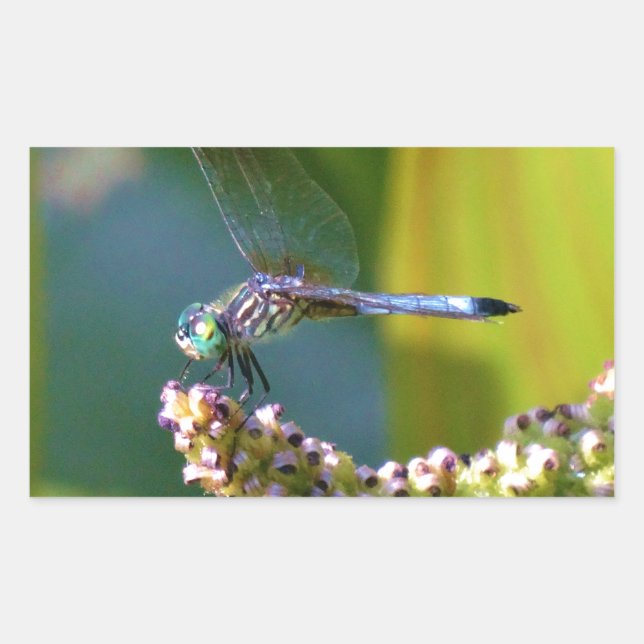 Sticker Rectangulaire Dragonfly aux yeux turquoises (Devant)