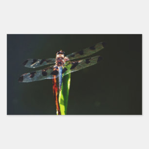Sticker Rectangulaire Dragonfly bleu et noir sur gazon vert et rouge