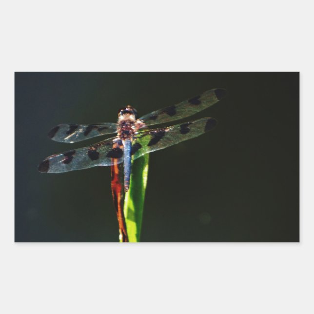 Sticker Rectangulaire Dragonfly bleu et noir sur gazon vert et rouge (Devant)