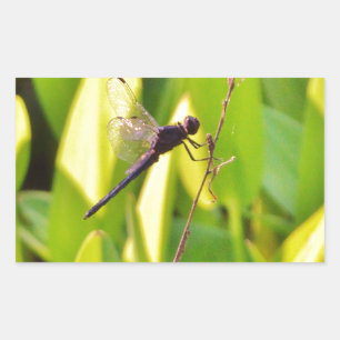Sticker Rectangulaire Dragonfly Blue et noir sur l'herbe.