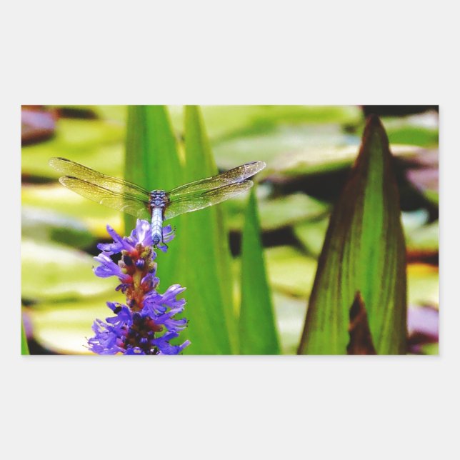 Sticker Rectangulaire Dragonfly lotus and purple flower (Devant)