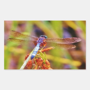 Sticker Rectangulaire Dragonfly turquoise sur le carex