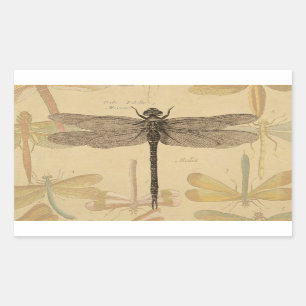Sticker Rectangulaire Dragonfly Vintage Antique Classic Nature