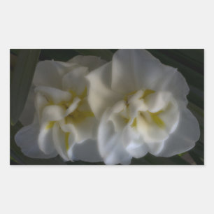 Sticker Rectangulaire Dreamy Narcissus Daffodils