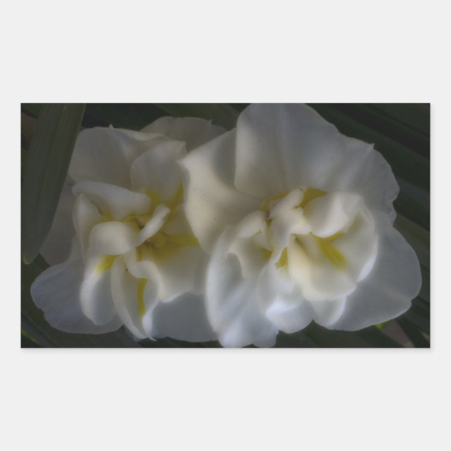 Sticker Rectangulaire Dreamy Narcissus Daffodils (Devant)