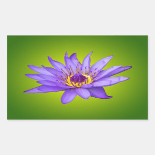 Sticker Rectangulaire Eau Lily Étang Aquatique Purple Fleurit