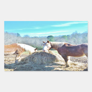 Sticker Rectangulaire Ébauche secourue Chevaux mangeant foin