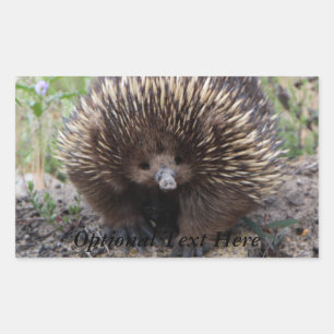 Sticker Rectangulaire Echidna ou Spiny Anteater Australie