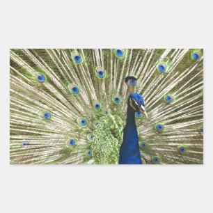 Sticker Rectangulaire Écran Peacock