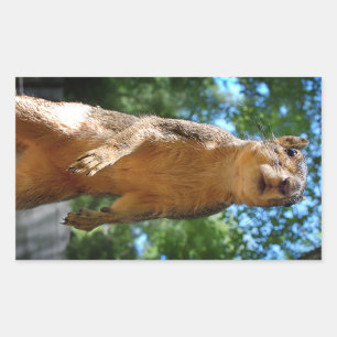 Sticker Rectangulaire Écureuil droit