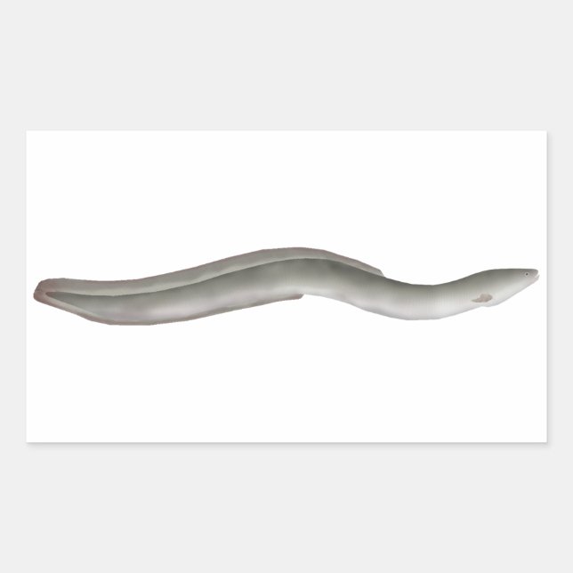 Sticker Rectangulaire Eel européen (Devant)