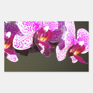 Sticker Rectangulaire Élégant rose fleurs tropicales orchidées