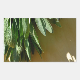 Sticker Rectangulaire Élégante plante verte feuille herbes fraîches coup