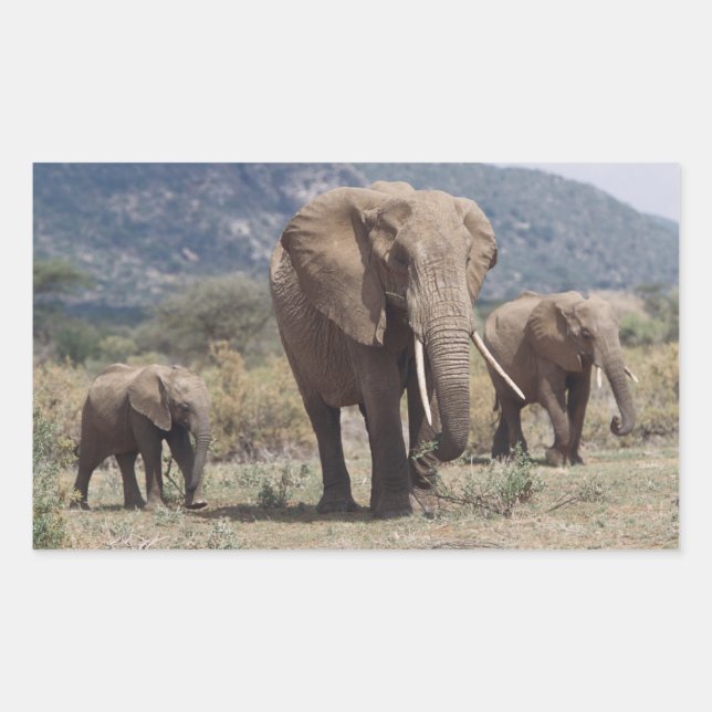 Sticker Rectangulaire Éléphante marchant avec un éléphanteau (Devant)