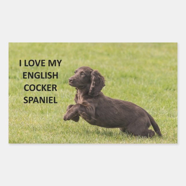 Sticker Rectangulaire english cocker spaniel amour avec image (Devant)
