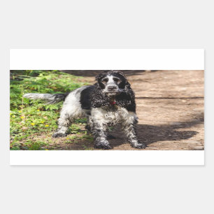 Sticker Rectangulaire english cocker spaniel noir roan plein