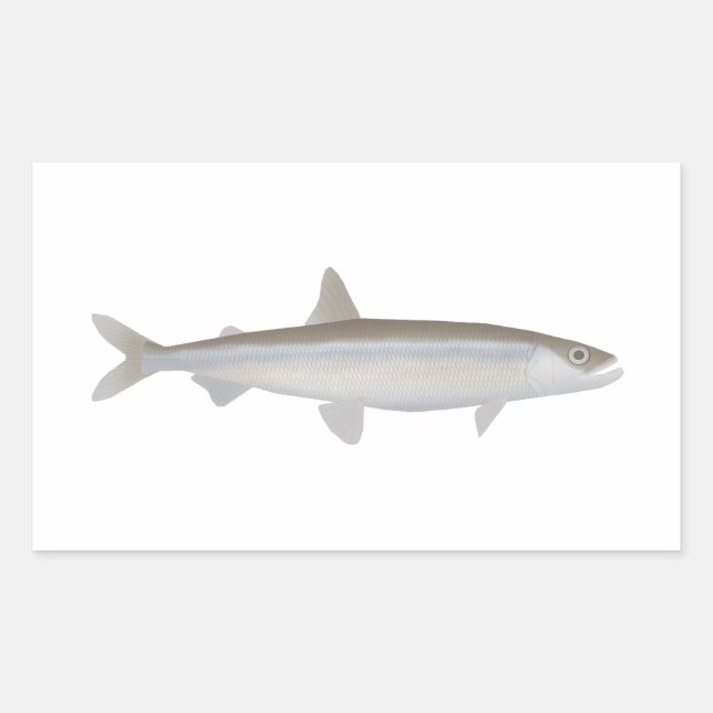 Sticker Rectangulaire Éperlan européen (Devant)