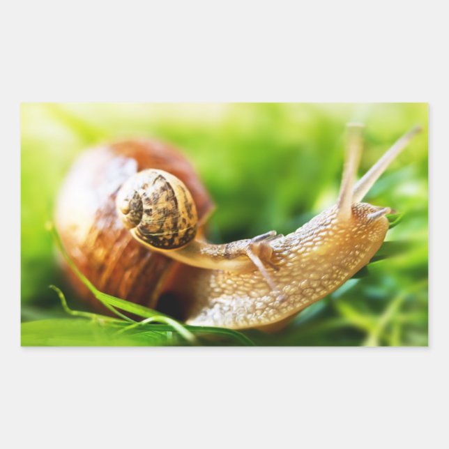 Sticker Rectangulaire Escargots (Devant)