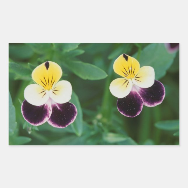 Sticker Rectangulaire États-Unis, Utah, Cache Valley, Johnny Jump Up (Devant)
