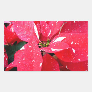 Sticker Rectangulaire Étoile scintillante Surprise Poinsettia Fleur de f