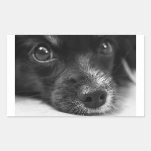 Sticker Rectangulaire face papillon