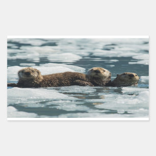 Sticker Rectangulaire Famille de loutres de mer