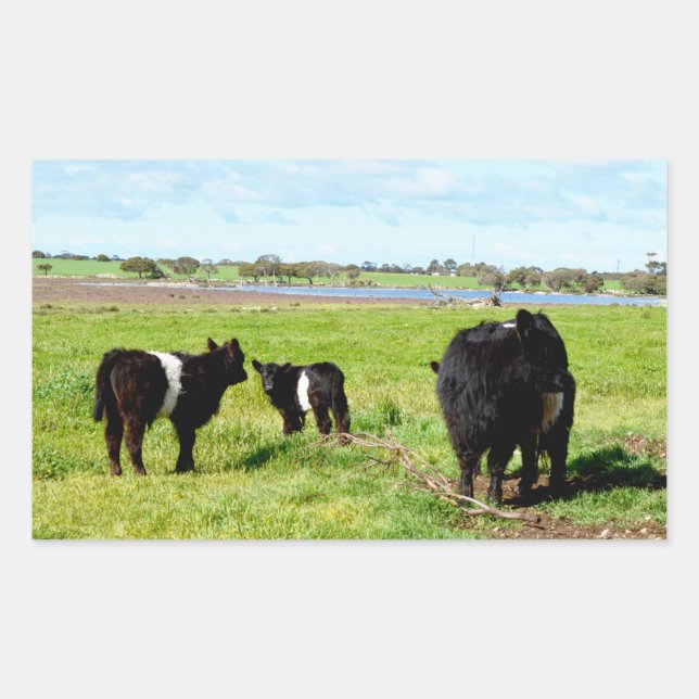 Sticker Rectangulaire Famille De Vaches Galloway Dans Le Pays, (Devant)