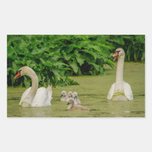 Sticker Rectangulaire Famille Swan