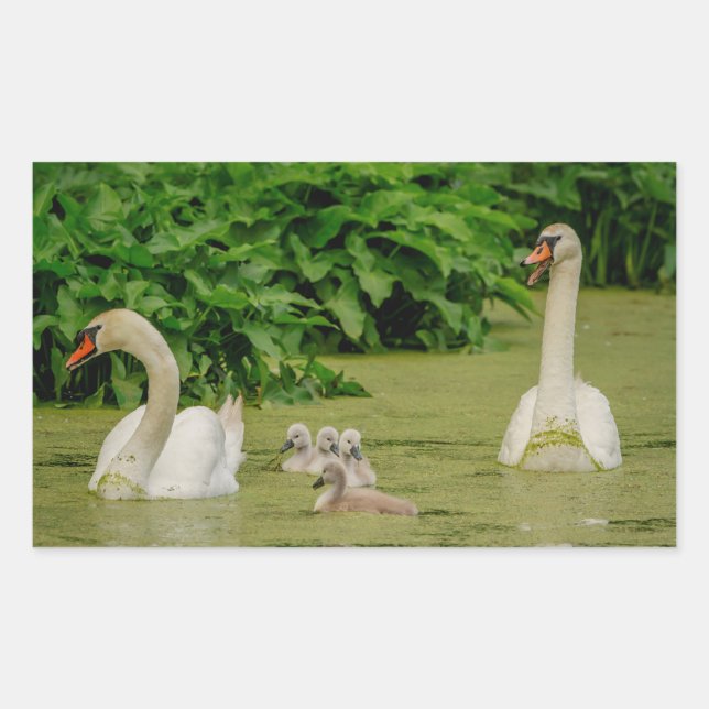 Sticker Rectangulaire Famille Swan (Devant)