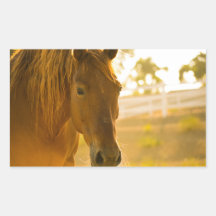 Fermeture Brown du cheval