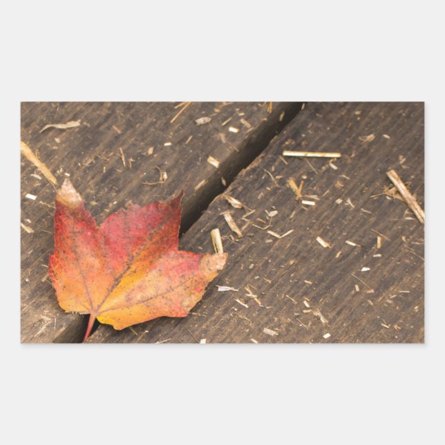 Sticker Rectangulaire Feuille d'érable unique à l'automne (Devant)