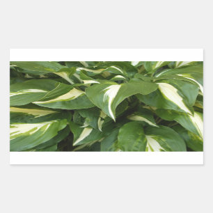 Sticker Rectangulaire Feuille Hosta