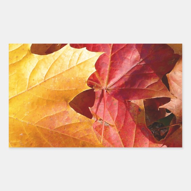 Sticker Rectangulaire Feuilles d'automne - Etonnant! (Devant)