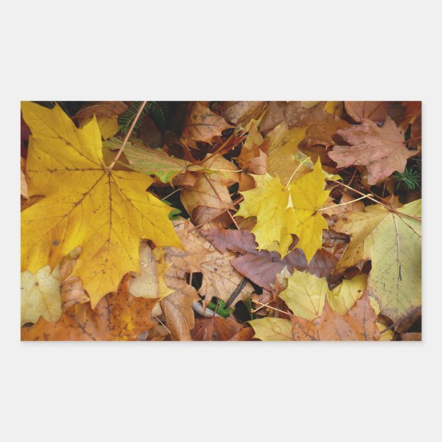 Sticker Rectangulaire Feuilles de Érable Tombées Jaune Automne Nature (Devant)