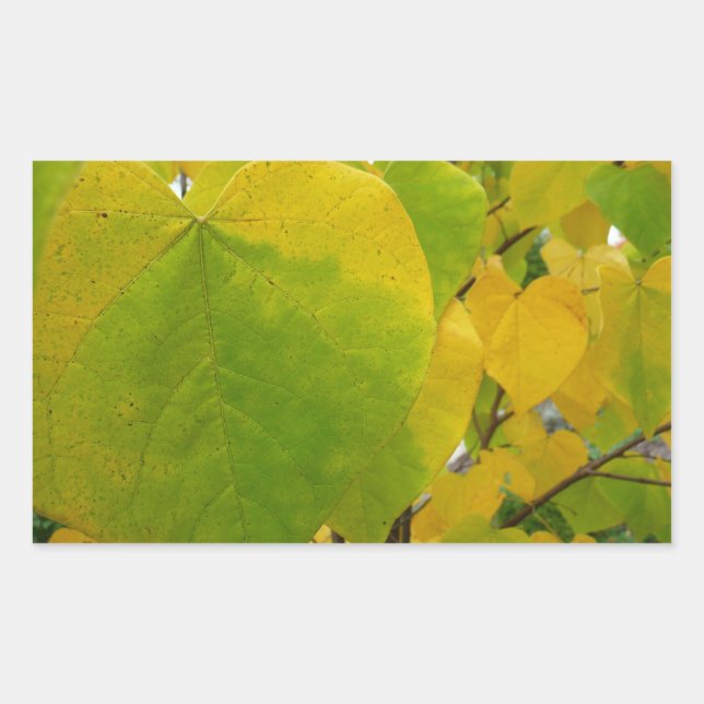 Sticker Rectangulaire Feuilles jaunes et vertes de Cercis (Devant)