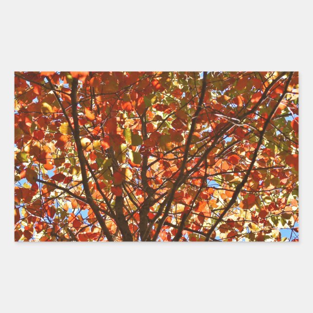 Sticker Rectangulaire Feux d'artifice d'automne (Devant)