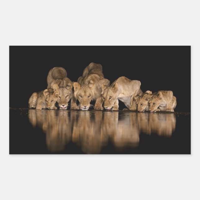 Sticker Rectangulaire Fierté de lions buvant au point d'eau la nuit (Devant)