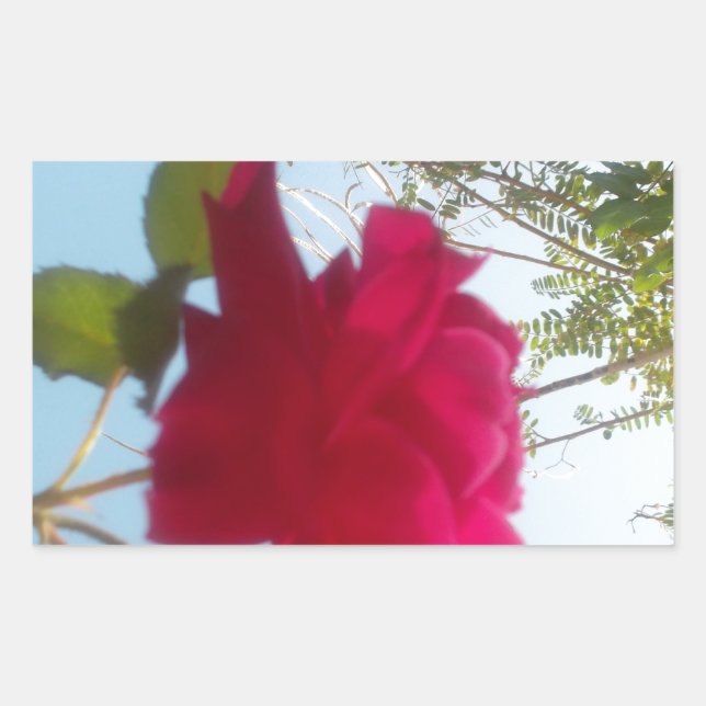 Sticker Rectangulaire Fleur céleste : Un Rose contre le ciel (Devant)