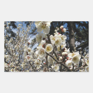Sticker Rectangulaire Fleur de cerisier blanc / Sakura / ク(桜)