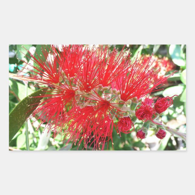 Sticker Rectangulaire Fleur de fond Rouge Tropical Floral (Devant)