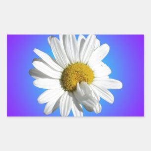 Sticker Rectangulaire Fleur de marguerite blanche dégradé floral bleu vi
