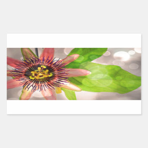 Sticker Rectangulaire Fleur de passiflore comestible de passiflore
