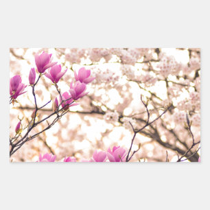 Sticker Rectangulaire Fleur de printemps rose pourpre en floraison