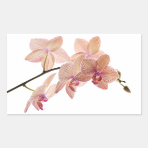 Sticker Rectangulaire Fleur d'orchidées rose Dendrobium - Modèle d'orchi