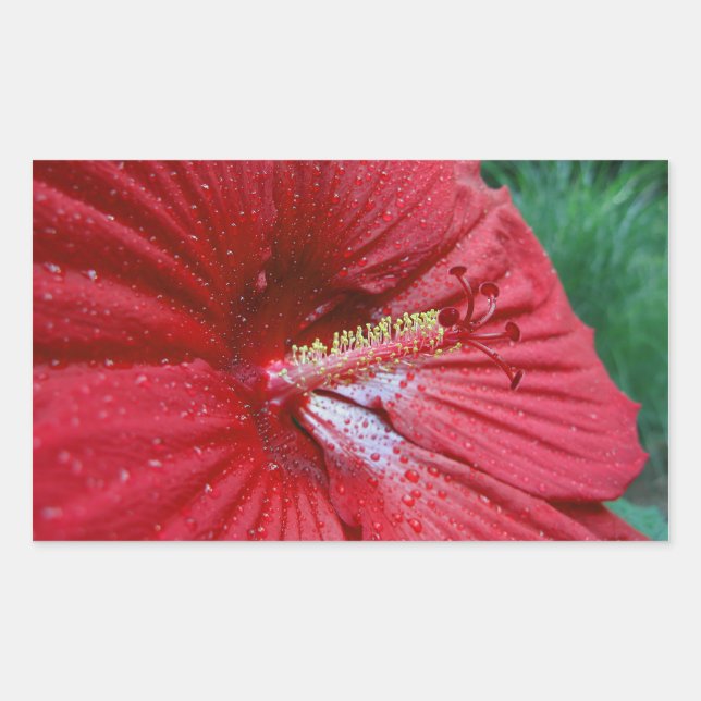 Sticker Rectangulaire Fleur Hibiscus Rouge Avec Raindrops Photo (Devant)