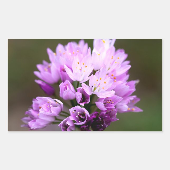 Sticker Rectangulaire Fleur sauvage (Devant)