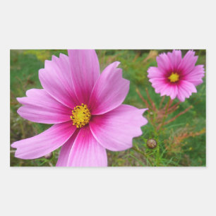Sticker Rectangulaire Fleur sauvage de fleurs Cosmos roses