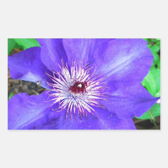 Sticker Rectangulaire Fleur violette Clematis (Devant)