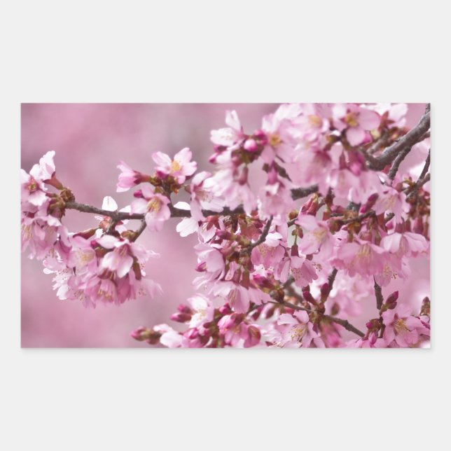 Sticker Rectangulaire Fleurs de Cerisier Sakura Pastel Rose Calquees (Devant)